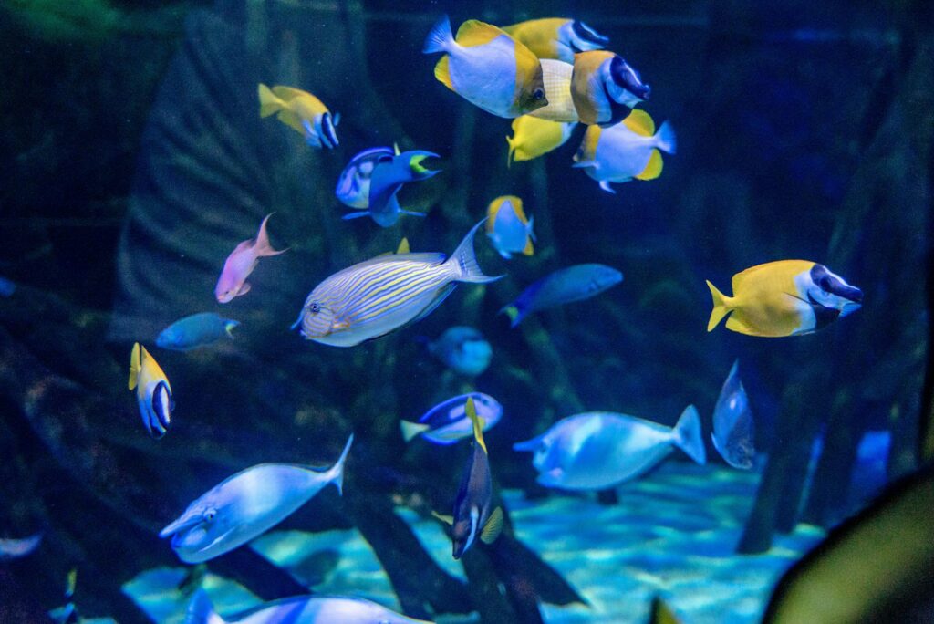 close up of colorful fish